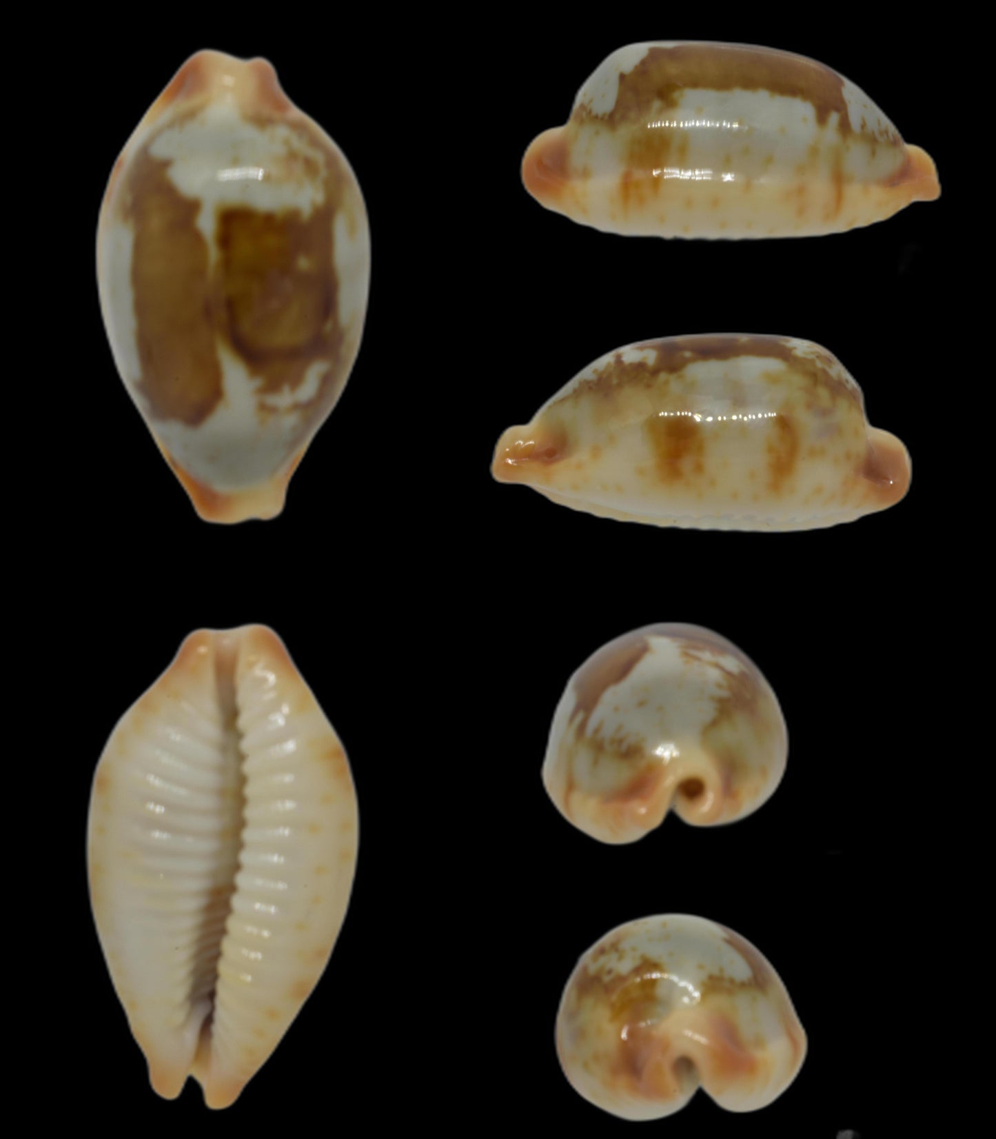 Bistolida Stolida Stolida 26mm