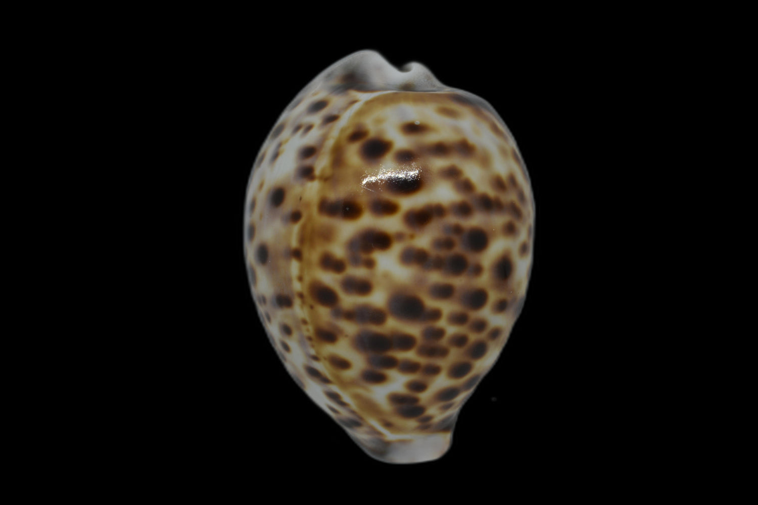 CYPRAEA