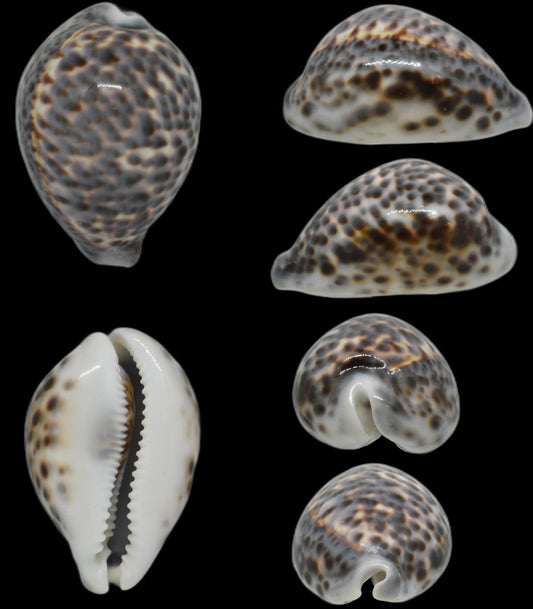 Tigris Schilderiana 98 mm