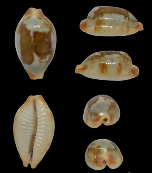 Bistolida Stolida Stolida 26mm