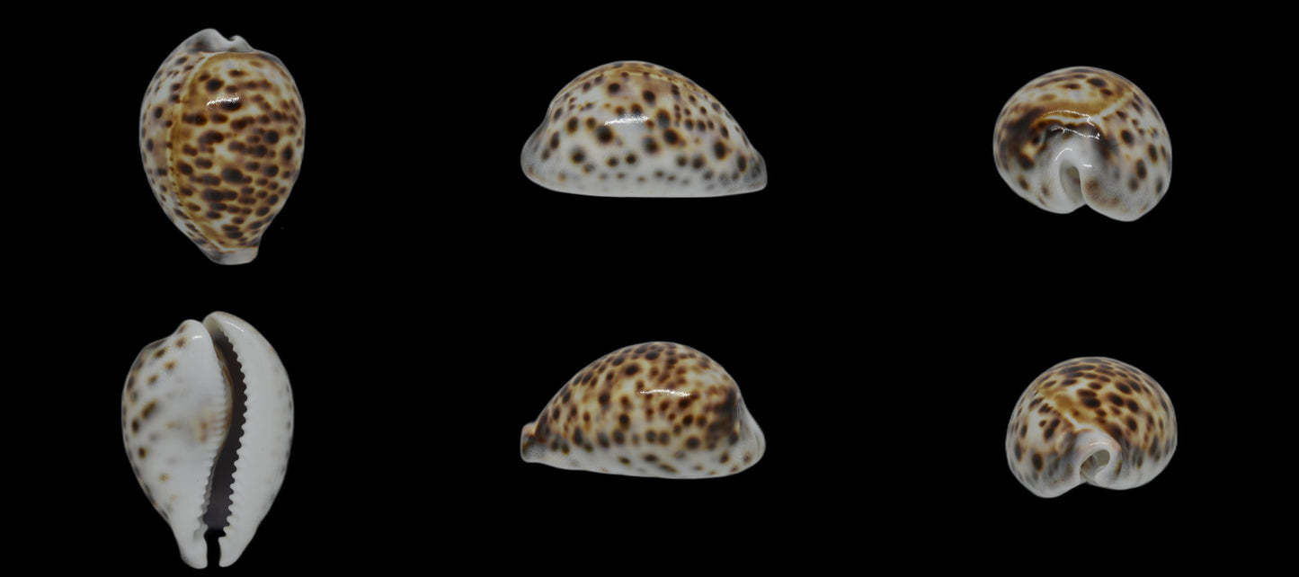 Tigris Pardalis