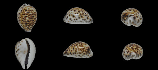 Tigris Pardalis